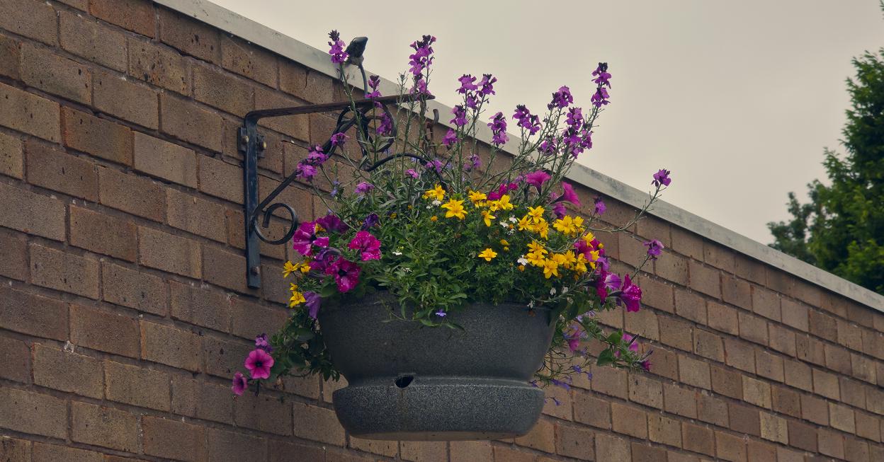 Picture of Flowers